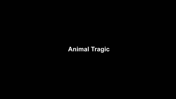Animal Tragic, Tim Macmillan